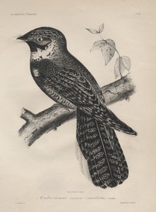 Antrostomus of the Silk-tailed, litho av J.T. Bowen, 1850